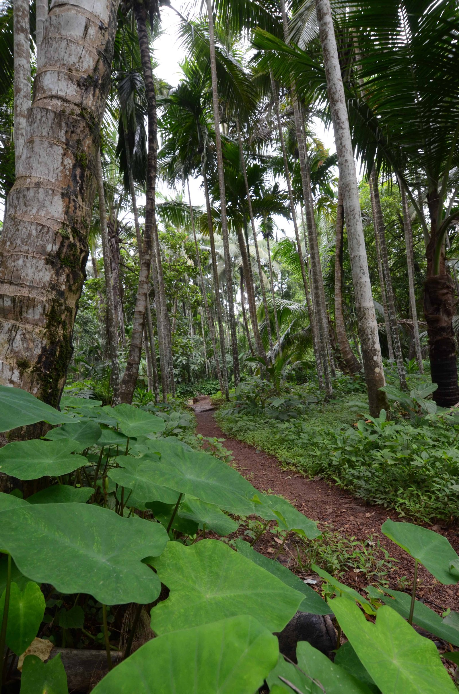 Inside Maachli