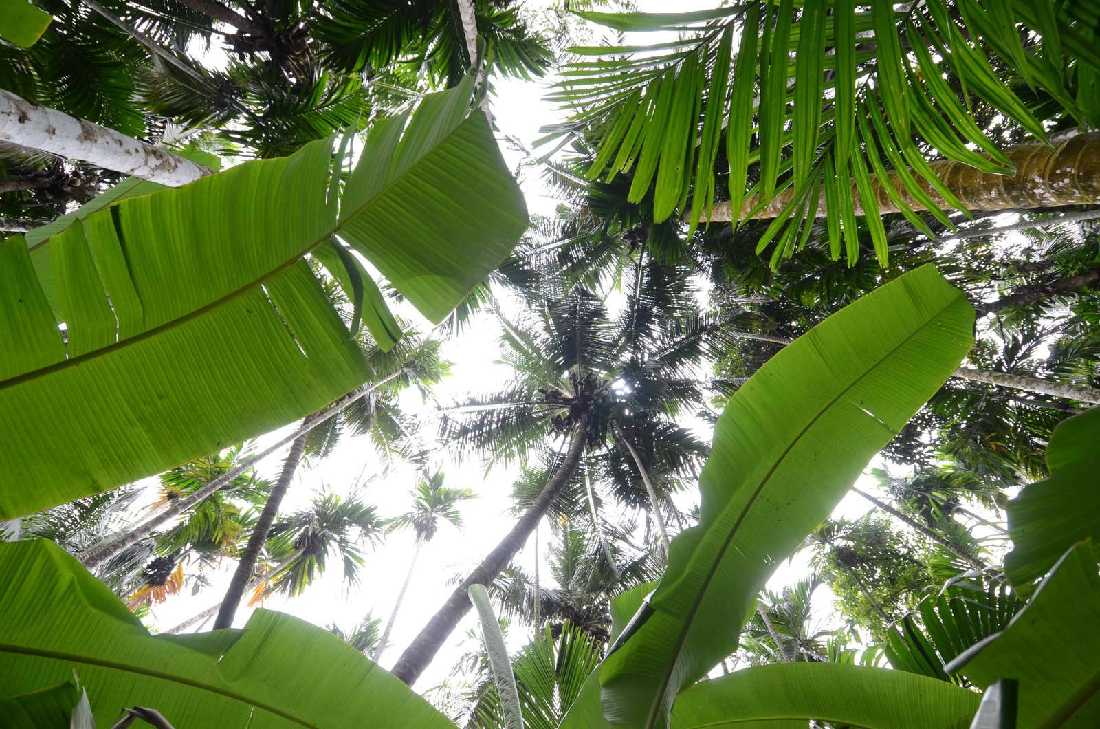 Inside Maachli