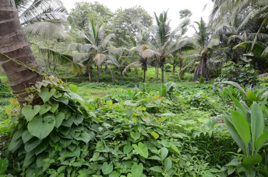 Tropical plantation