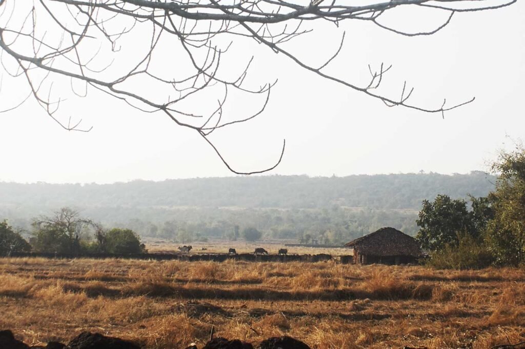 Plateau grasslands