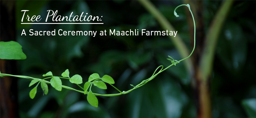 Tree Plantation: A Sacred Ceremony at Maachli Farmstay